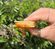 Beech Wood & Hot Honey Cheese S'mores